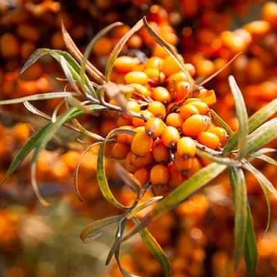 Облепиха ФИНСКАЯ  Облепиха ФИНСКАЯ в Колодищи