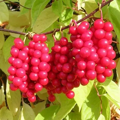 Лимонник ПЕРВЕНЕЦ китайский  Лимонник ПЕРВЕНЕЦ китайский в Колодищи