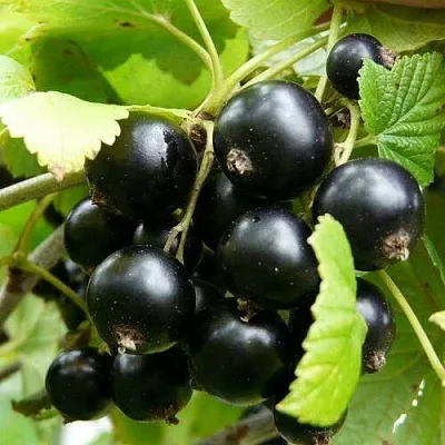 Смородина чёрная ГЕРКУЛЕС  Смородина чёрная ГЕРКУЛЕС в Колодищи