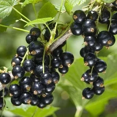 Смородина чёрная ВОЛШЕБНИЦА  Смородина чёрная ВОЛШЕБНИЦА в Колодищи