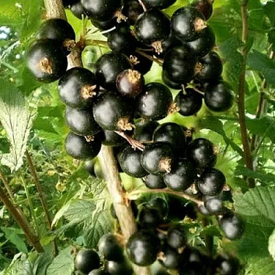 Смородина черная БЕН ТИРЕН  Смородина черная БЕН ТИРЕН в Колодищи