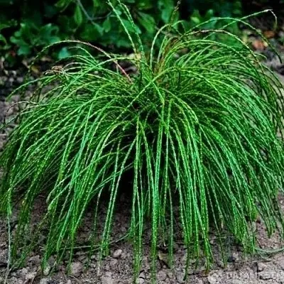 Туя ВИПКОРД складчатая  Туя ВИПКОРД складчатая в Колодищи