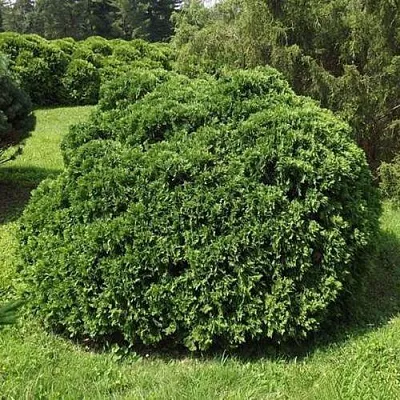 Туя УМБРАКУЛИФЕРА западная  Туя УМБРАКУЛИФЕРА западная в Колодищи