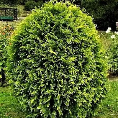 Туя ТИП ТОП западная  Туя ТИП ТОП западная в Колодищи