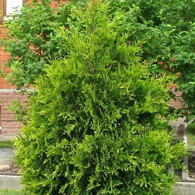 Туя АНЯ (АНИЕ) западная  Туя АНЯ (АНИЕ) западная в Колодищи