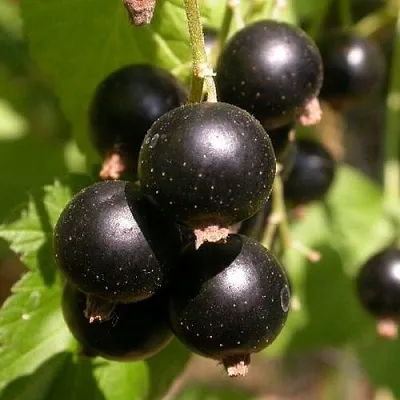 Смородина чёрная БИНАР  Смородина чёрная БИНАР в Колодищи