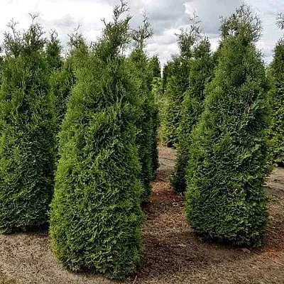 Туя ХОЛМСТРУП западная  Туя ХОЛМСТРУП западная в Колодищи