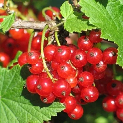 Смородина красная РАЧКОВСКАЯ  Смородина красная РАЧКОВСКАЯ в Колодищи