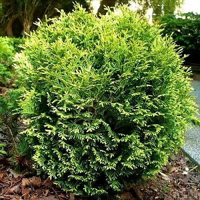 Туя ВОТЕРФИЛД западная  Туя ВОТЕРФИЛД западная в Колодищи