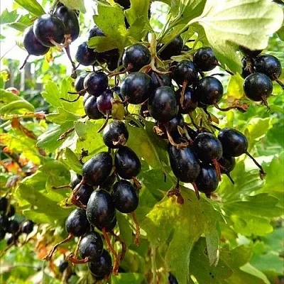 Смородина золотистая ОВАЛЬНАЯ  Смородина золотистая ОВАЛЬНАЯ в Колодищи