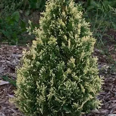 Туя БРАБАНТ ВАРИЕГАТТА западная  Туя БРАБАНТ ВАРИЕГАТТА западная в Колодищи