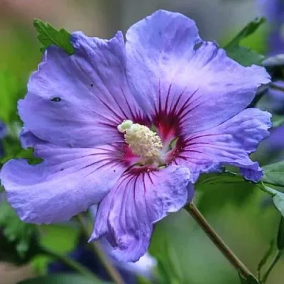 Гибискус МАРИНА сирийский  Гибискус МАРИНА сирийский в Колодищи