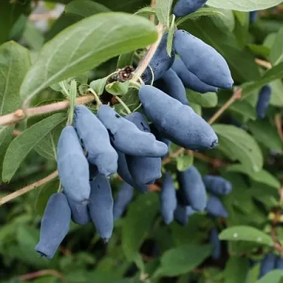 Жимолость съедобная ТОМИ японская  Жимолость съедобная ТОМИ японская в Колодищи