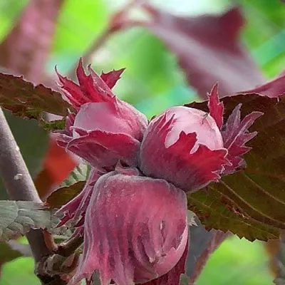 Фундук КАРДИНАЛ  Фундук КАРДИНАЛ в Колодищи