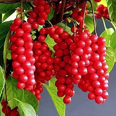 Лимонник САДОВЫЙ 1 китайский   Лимонник САДОВЫЙ 1 китайский  в Колодищи