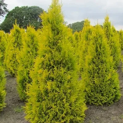 Туя САНКИСТ западная  Туя САНКИСТ западная в Колодищи