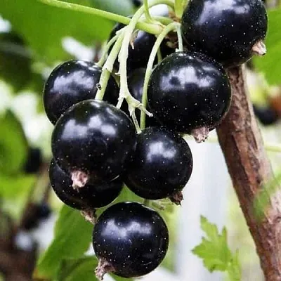 Смородина чёрная ДЕЛИКАТЕСНАЯ  Смородина чёрная ДЕЛИКАТЕСНАЯ в Колодищи