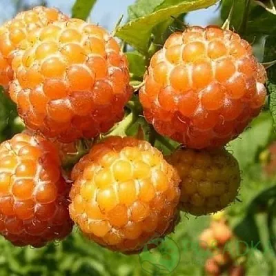 Малина КУМБЕРЛЕНД желтая  Малина КУМБЕРЛЕНД желтая в Колодищи