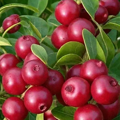 саженцы клюквы саженцы клюквы