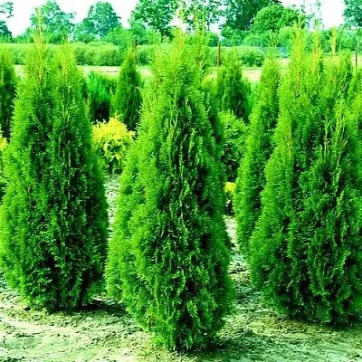 Туя ВИДМАНТ западная  Туя ВИДМАНТ западная в Колодищи