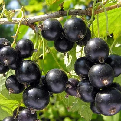 Смородина черная ГАМАЮН  Смородина черная ГАМАЮН в Колодищи