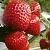 Клубника АРГЕНТЕРА в Колодищи