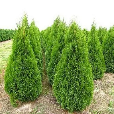 Туя СМАРАГД западная  Туя СМАРАГД западная в Колодищи
