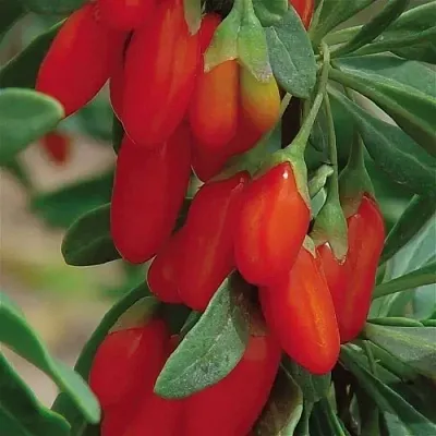 Годжи ВЯЧЕСЛАВ  Годжи ВЯЧЕСЛАВ в Колодищи