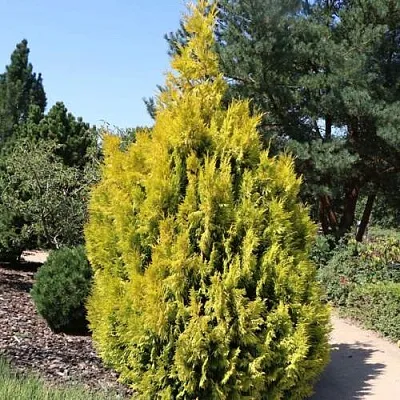 Туя СТОУНХАМ ГОЛД складчатая  Туя СТОУНХАМ ГОЛД складчатая в Колодищи