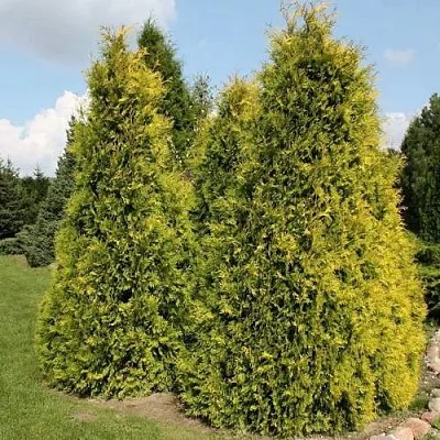 Туя АУРЕОСПИКАТА западная  Туя АУРЕОСПИКАТА западная в Колодищи