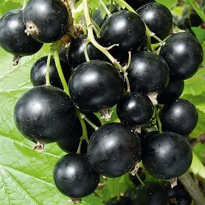 Смородина черная АРАПКА  Смородина черная АРАПКА в Колодищи