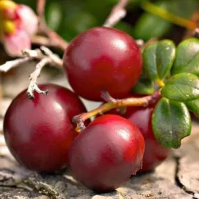 Клюква ЭРЛИ БЛЭК — описание сорта Клюква ЭРЛИ БЛЭК в Колодищи