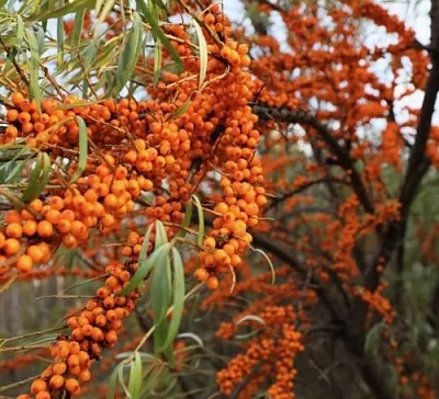 Облепиха СЕРАФИМА  Облепиха СЕРАФИМА в Колодищи