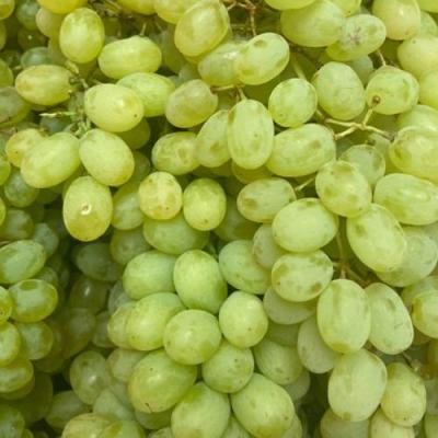 Зеленый в Колодищи