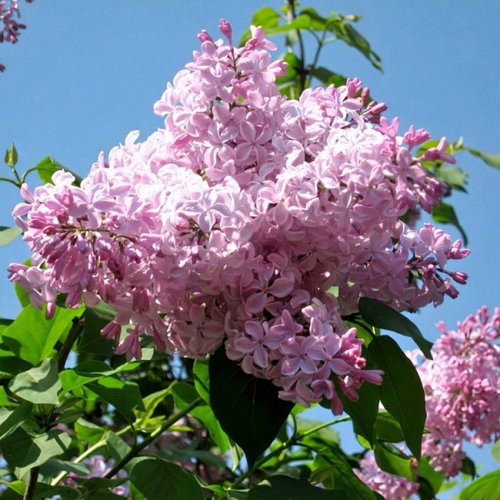 Сирень БУФФОН в Колодищи