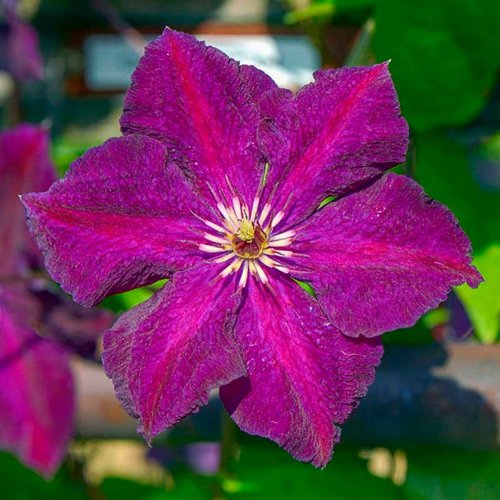 Клематис ГРЮНВАЛЬД в Колодищи