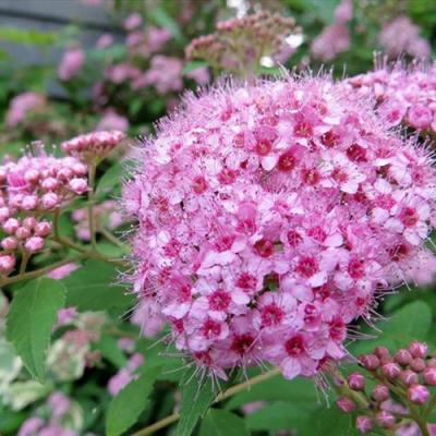 Розовая в Колодищи