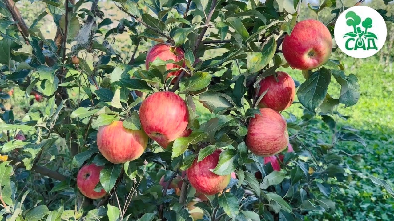 Превью видео