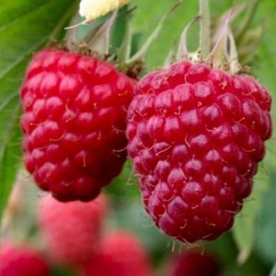 Средняя в Колодищи