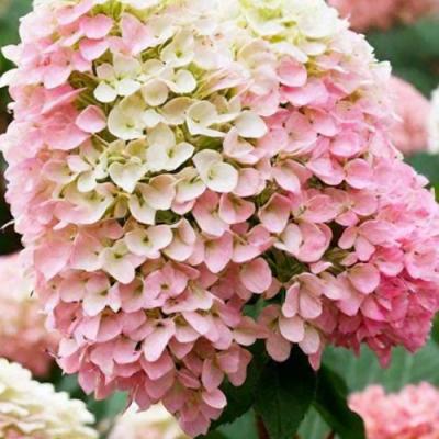 Низкорослые (карликовые) в Колодищи