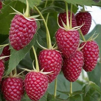 Высокая в Колодищи