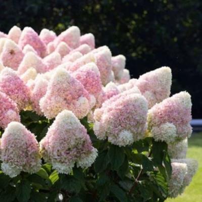 Бело-розовая в Колодищи