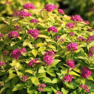 Японская в Колодищи