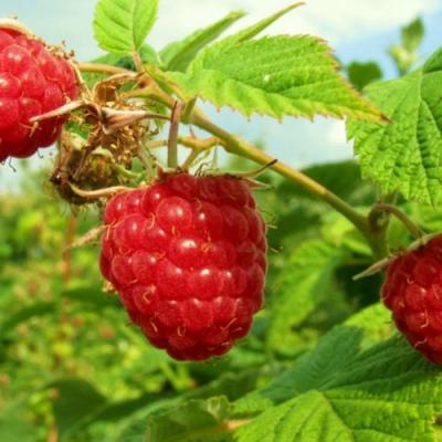 Бесшипная в Колодищи