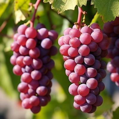 Фиолетовый в Колодищи