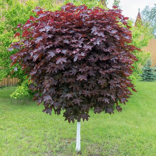 Клен красный в Колодищи