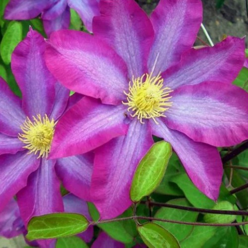 Клематис КАКИО в Колодищи