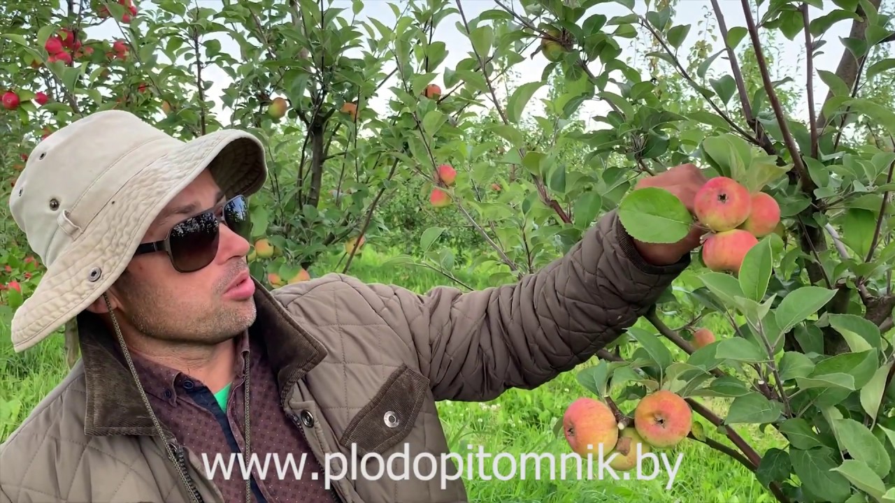 Превью видео