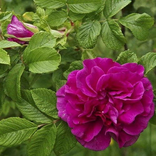 Шиповник ХАНСА в Колодищи