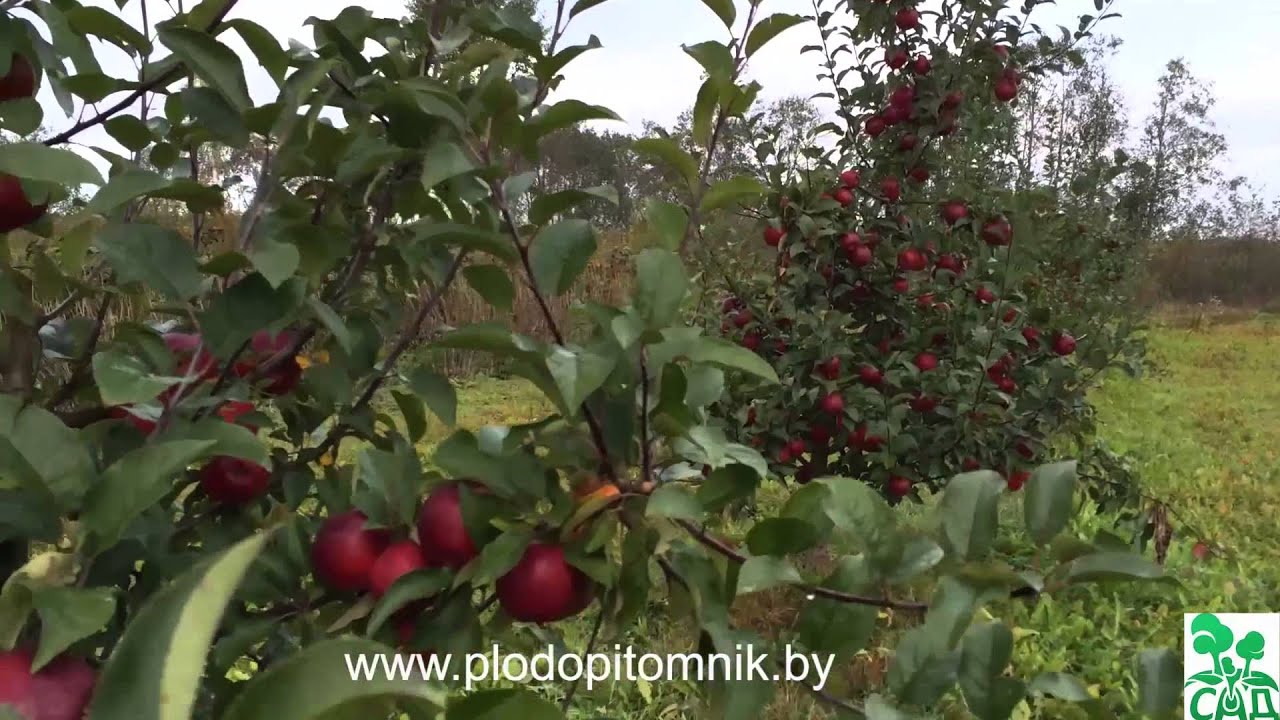 Превью видео